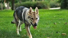 Čehoslovak wolf dog (foto): mješavina vuka i njemačkog ovčara